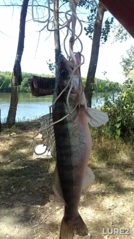 Zander — Astrakhanskaya oblast, Krasnoyarskiy rayon, Aug 31, 2019