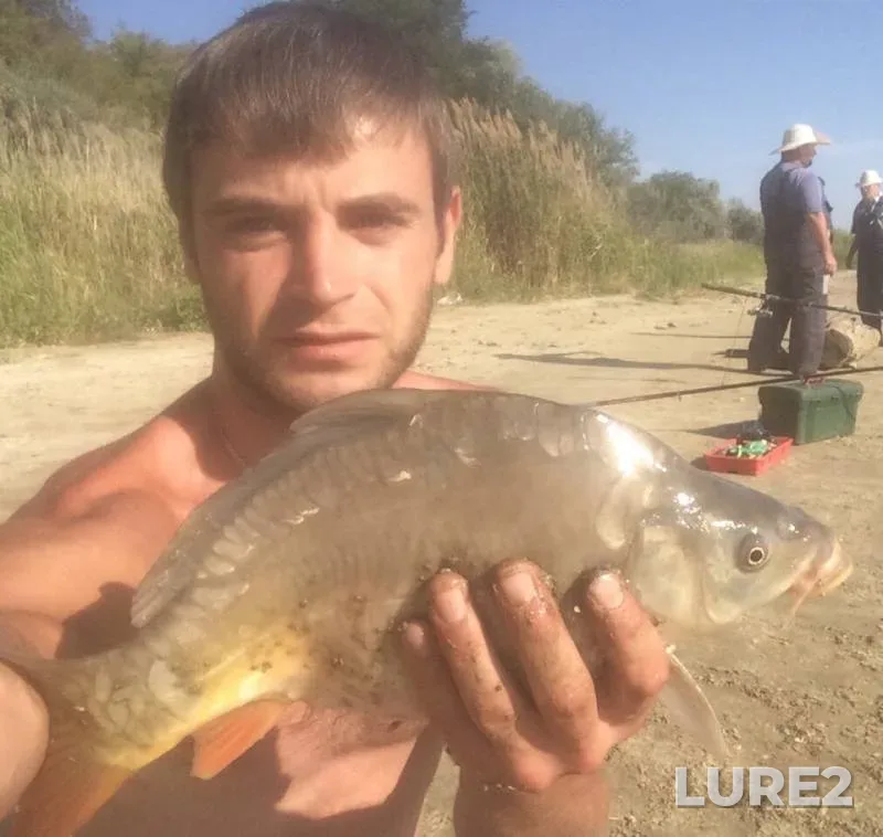 Carp — Stavropolskiy kray, Aug 26, 2019