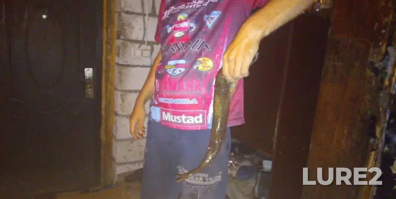 Perch, Pike — Tambovskaya oblast, Kirsanovskiy munitsipalnyy okrug, Aug 19, 2019