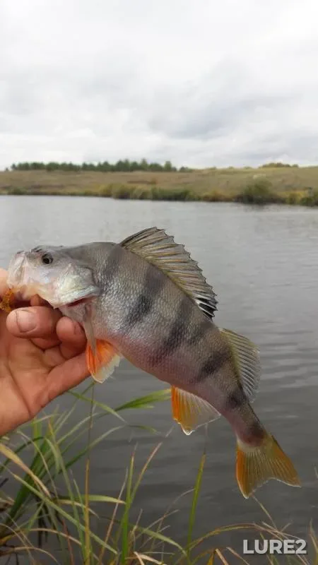 Perch — Penzenskaya oblast, Kuznetskiy rayon, Sep 22, 2019