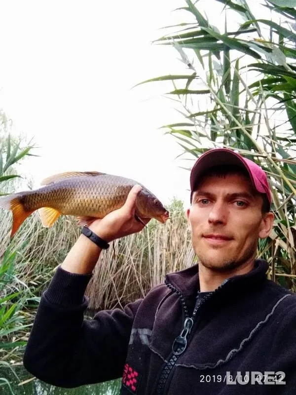Carp, Crucian carp — Avtonomna Respublika Krim, Aug 11, 2019