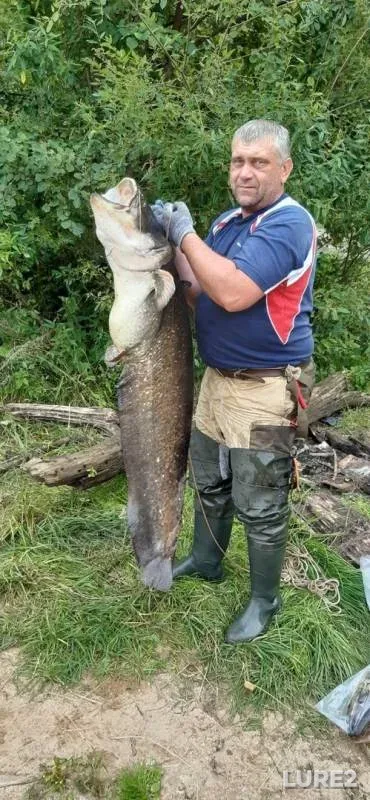 Wels catfish — Gorkovskoye, Aug 09, 2019