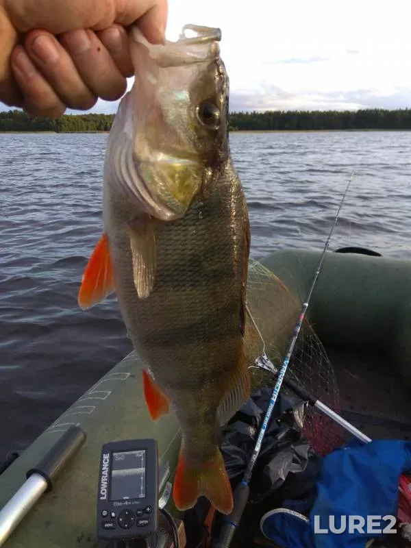Perch — Leningradskaya oblast, Vyborgskiy rayon, Aug 04, 2019