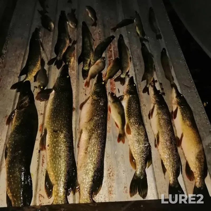 Perch, Pike — Baykalovskaya Rassokha, Aug 02, 2019