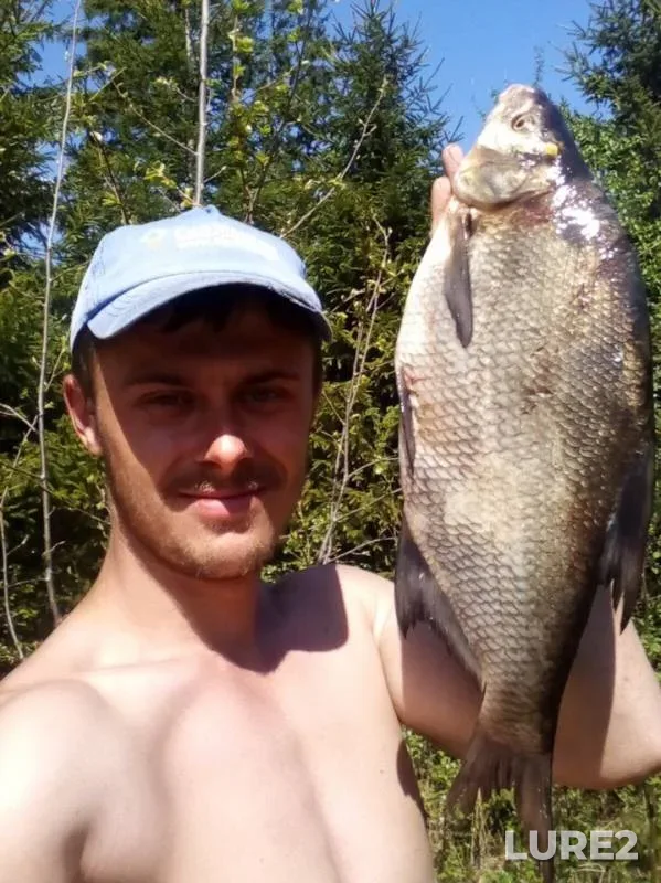 Crucian carp — Leningradskaya oblast, Vsevolozhskiy rayon, Aug 01, 2019