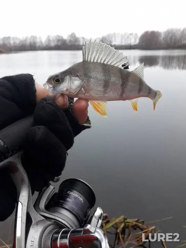 Perch — Koldais, Nov 09, 2019