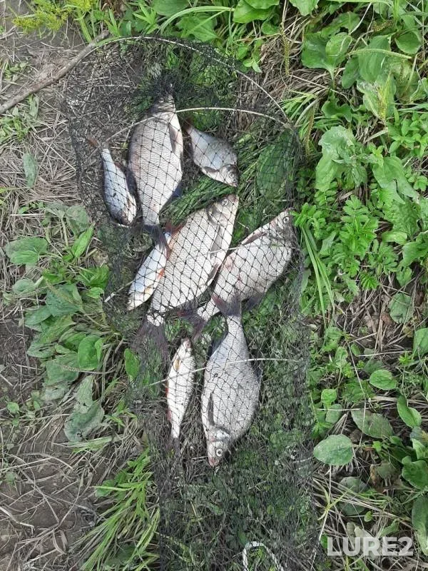 Bream, Roach — Sukhona, Jul 28, 2019