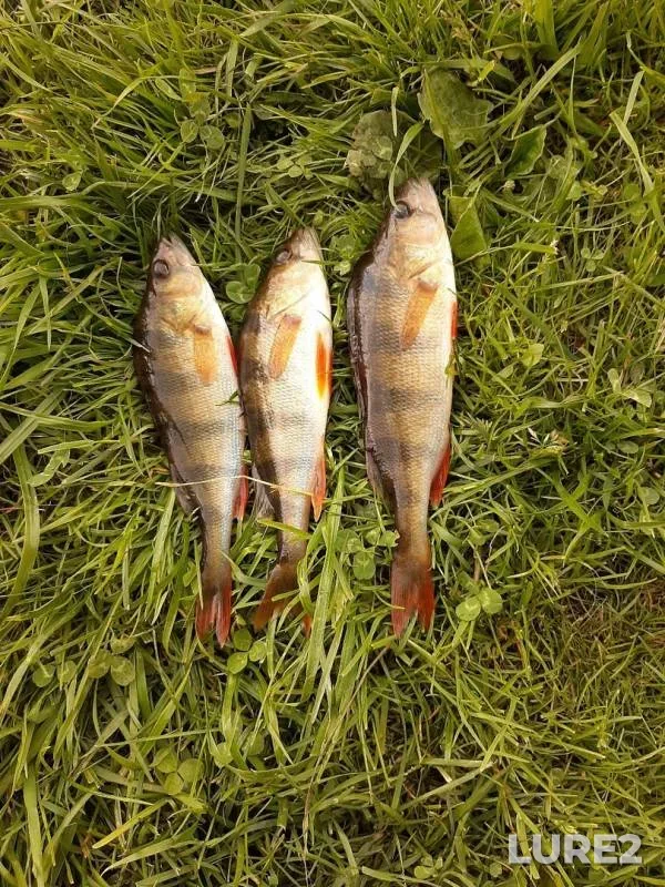 Perch — Vologda, Jul 25, 2019