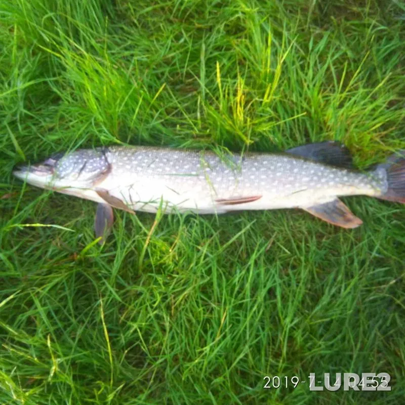 Pike — protoka Bolshoy Posal, Jul 18, 2019