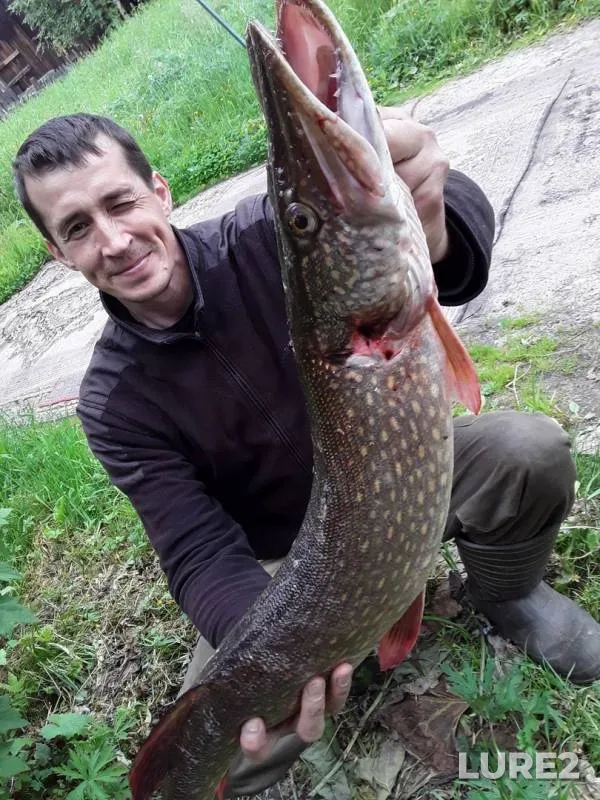 Pike — Severnaya Dvina, Jul 04, 2019