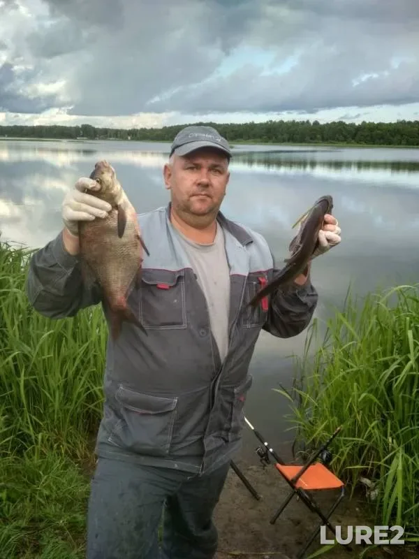 Bream — Korovinskiy zaliv, Jun 30, 2019