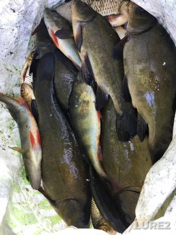 Perch, Roach — Leningradskaya oblast, Vyborgskiy rayon, Jun 30, 2019