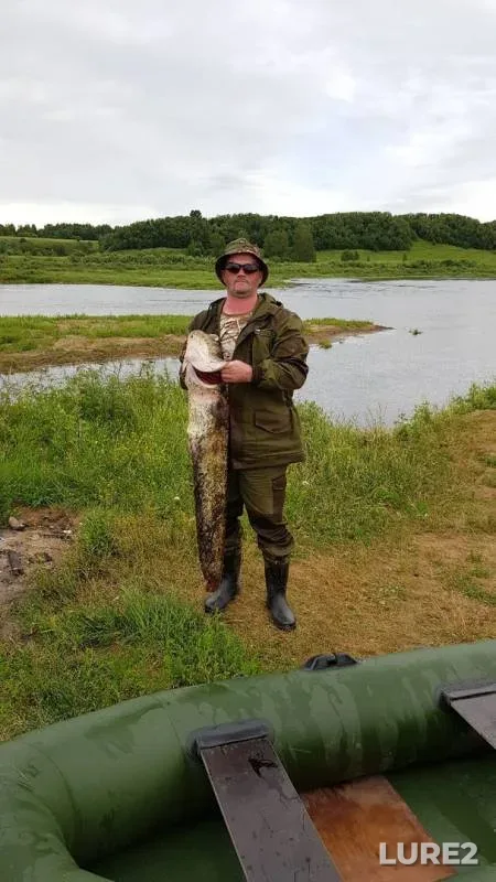 Wels catfish — Kochina, Jun 28, 2019