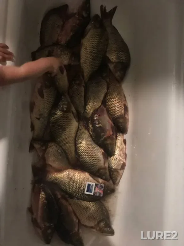Carp — Malaya Istra, Jun 25, 2019