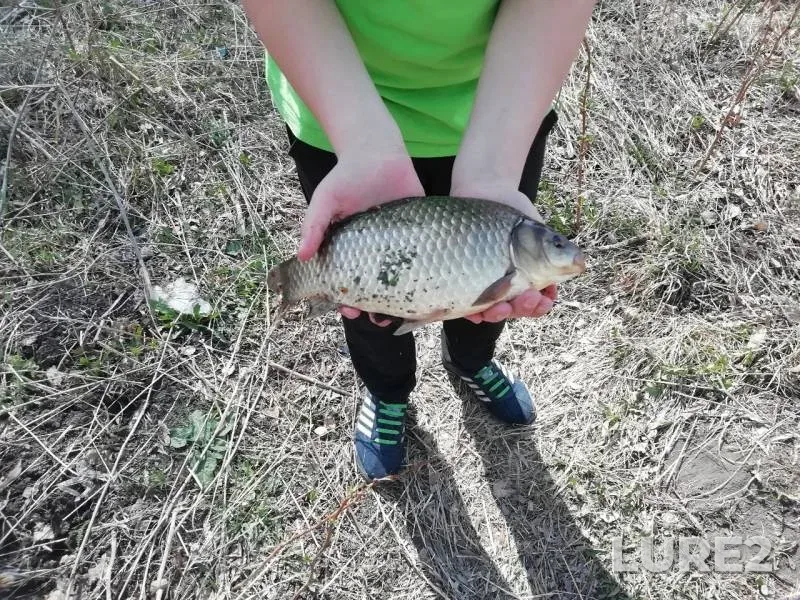 Crucian carp — Nizhegorodskaya oblast, Jun 11, 2019