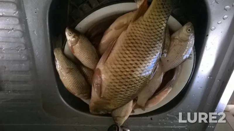 Carp, Crucian carp — Yelyuzan, Jun 07, 2019