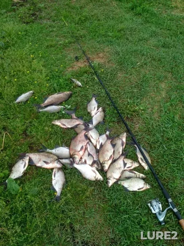 Bream — Korovinskiy zaliv, Jun 02, 2019