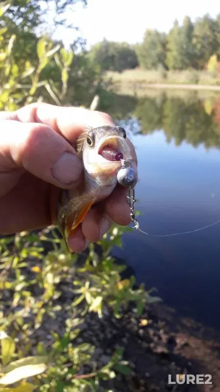 Perch — Penzenskaya oblast, Kuznetskiy rayon, Sep 08, 2019