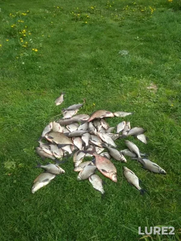 Bream — Tropka, May 25, 2019