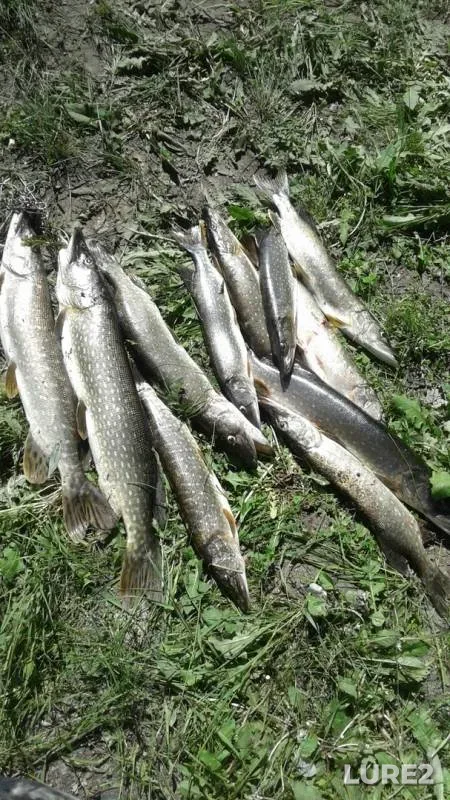 Pike — Yedovlya, May 22, 2019