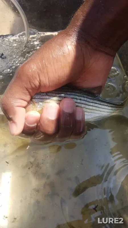Striped bass — Patapsco River, Dec 08, 2018
