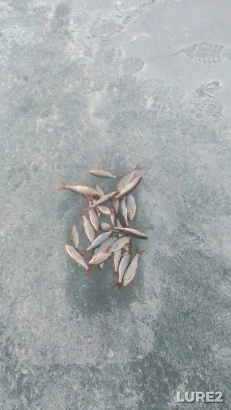 Roach — Irtyash, Apr 19, 2019