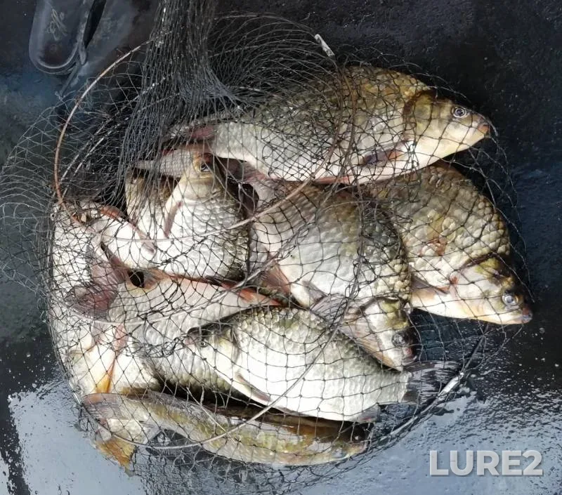 Crucian carp, Pike — Bolshoy Krutoy, Jun 02, 2019