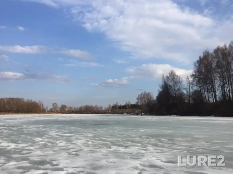 Roach — Vladimirskaya oblast, Apr 11, 2019