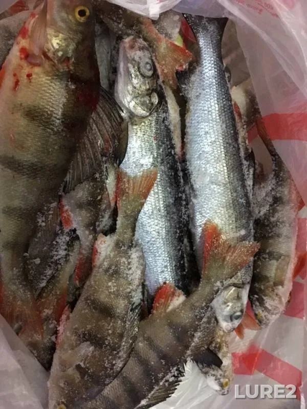 Perch — Kanda, Mar 13, 2019