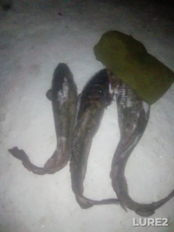 Burbot, Perch — Akhtuba, Feb 13, 2019