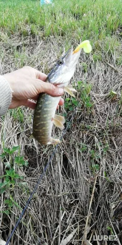 Pike — Voronezhskaya oblast, May 02, 2019