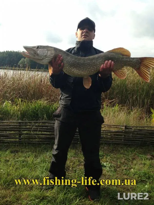 Pike — Zhitomirska oblast, Oct 01, 2013