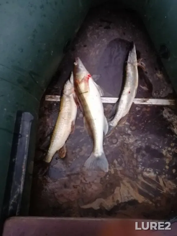 Pike, Zander — Moskva, Nov 09, 2019