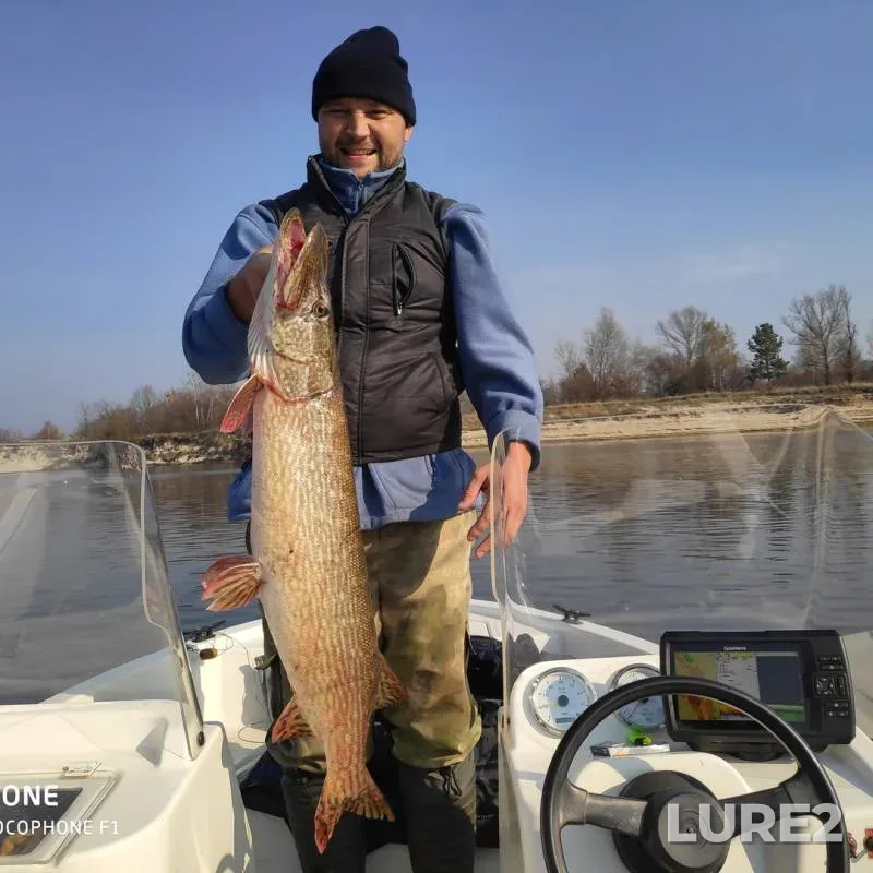 Pike — Gomelskaya oblast, Mozyrskiy rayon, Oct 21, 2019