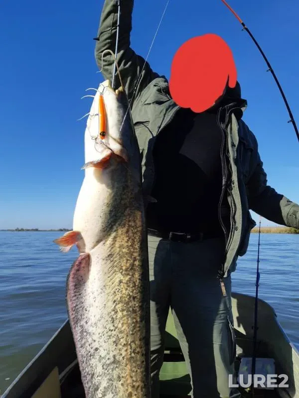 Wels catfish — Volgo-Kaspiyskiy kanal, Oct 18, 2019