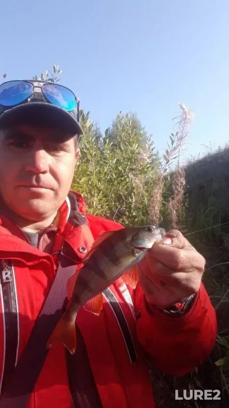 Perch — Penzenskaya oblast, Kuznetskiy rayon, Aug 31, 2019