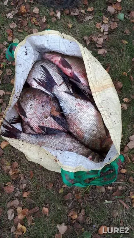 Bream — Pestovskoye, Sep 27, 2019