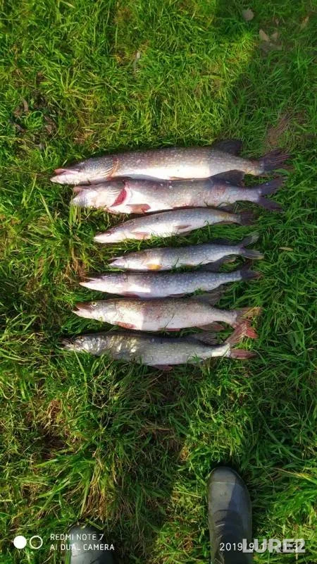 Pike — Gorkovskoye, Sep 15, 2019