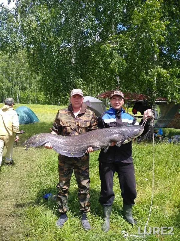 Wels catfish — Irishty, Jun 22, 2019