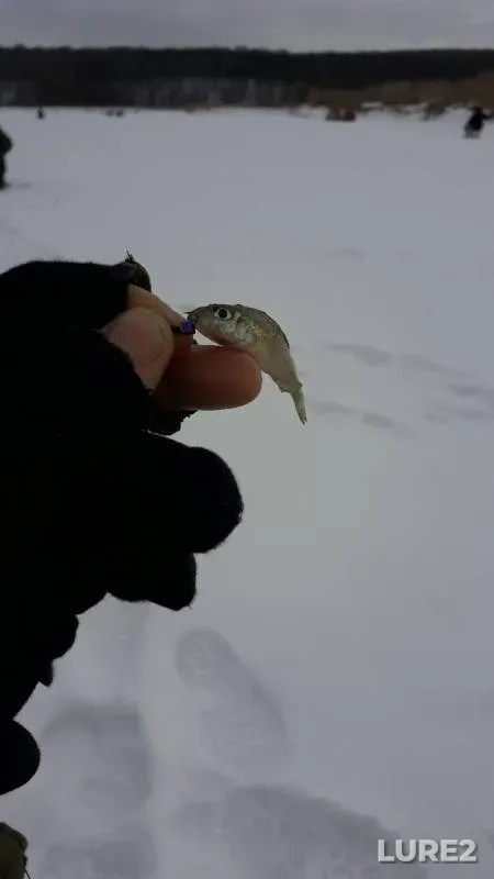Perch, White bream — Sura, Feb 23, 2019