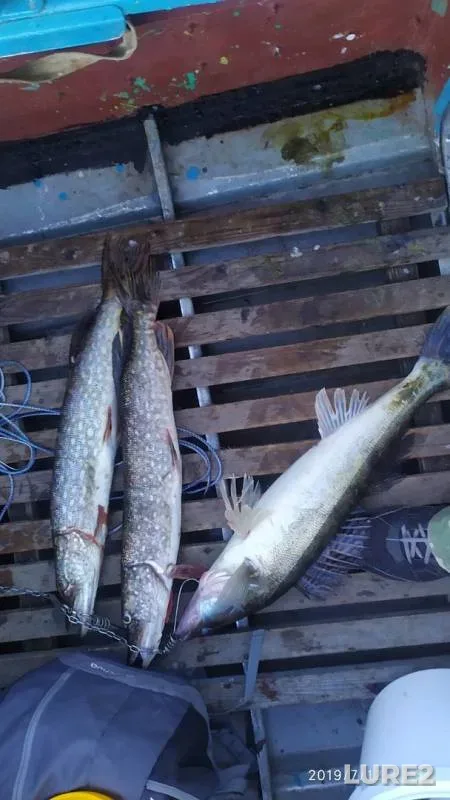 Pike, Zander — Volga, Jul 12, 2019