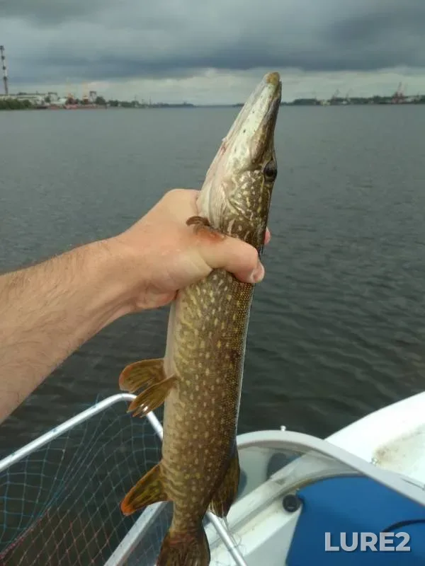 Pike — Volga, Jul 20, 2019