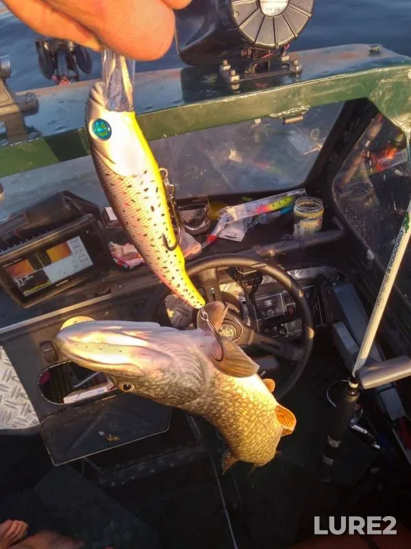 Pike — Volga, Aug 15, 2019