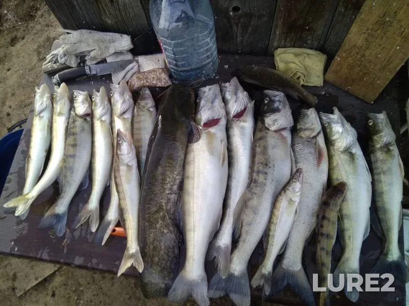 Asp, Wels catfish — Akhtuba, Apr 23, 2019