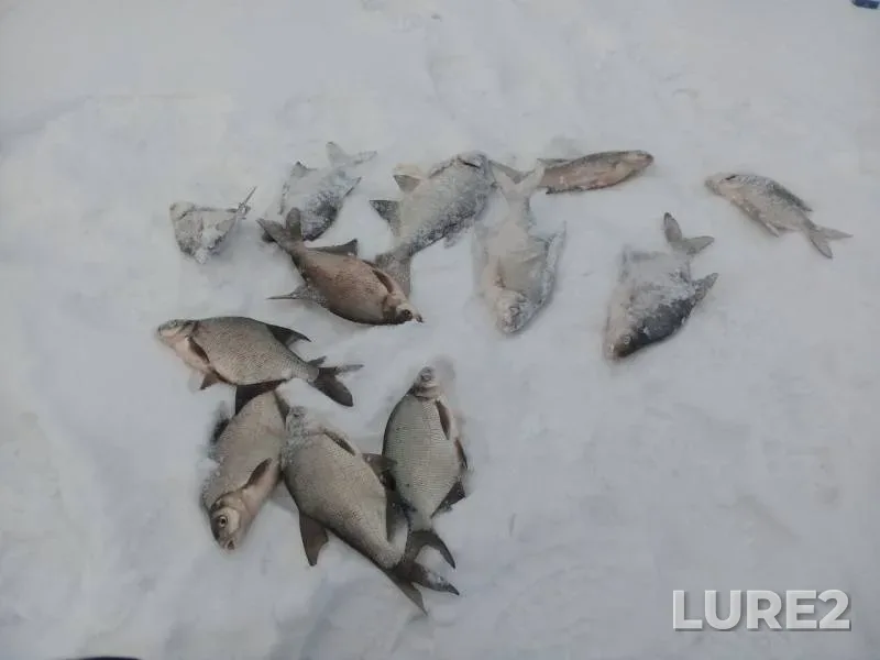 Bream — Medayovka, Dec 09, 2018