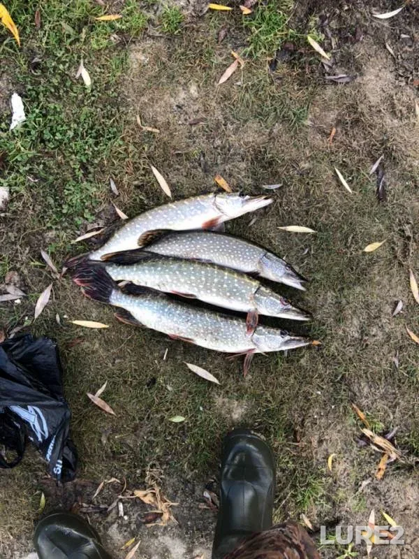 Pike — Oka, Oct 28, 2018