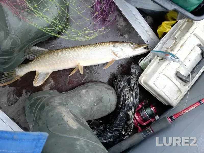 Pike — Tavda, Oct 20, 2018