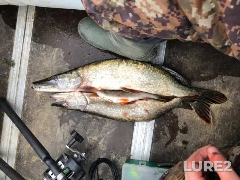Perch, Pike — Oka, Oct 06, 2018