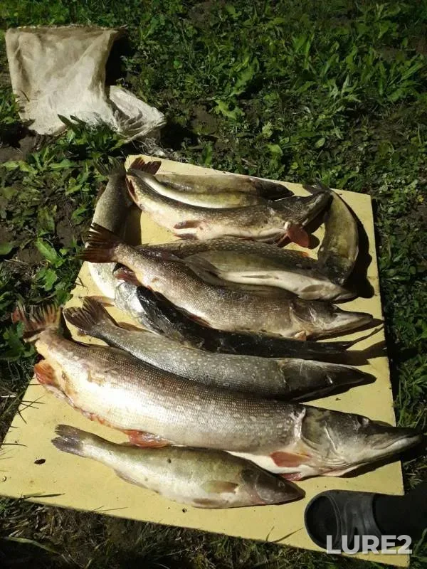 Pike, Zander — Belaya, Sep 01, 2018