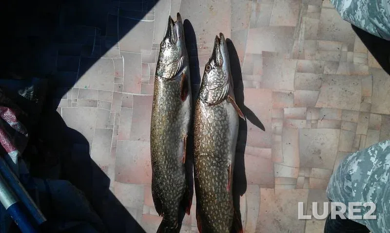 Pike — Volga, Aug 24, 2018